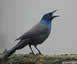 Grackle